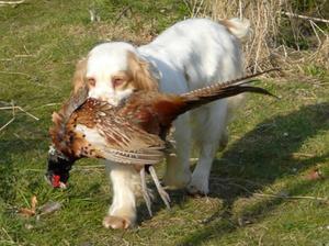 clumber-spaniel picture