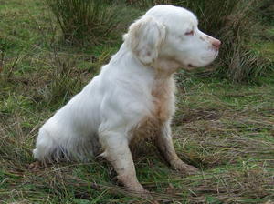 clumber-spaniel picture