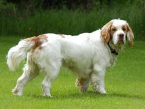 clumber-spaniel picture