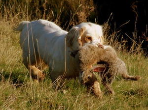 clumber-spaniel picture