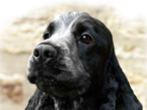 cocker-spaniel picture