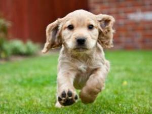 cocker-spaniel picture