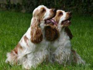 cocker-spaniel picture