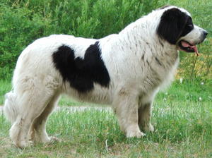 Continental Landseer picture