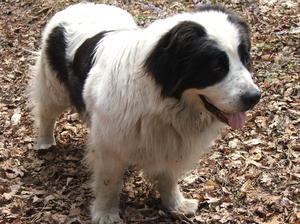 continental-landseer picture