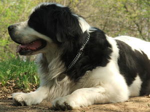 continental-landseer picture