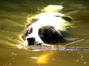 continental-landseer picture