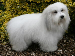 coton-de-tulear picture