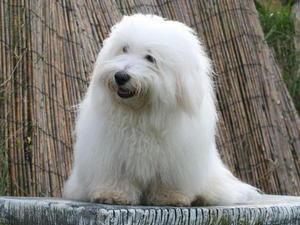 coton-de-tulear picture