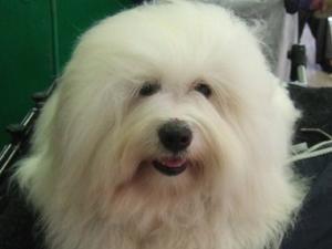coton-de-tulear picture