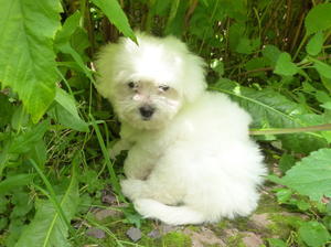 coton-de-tulear picture
