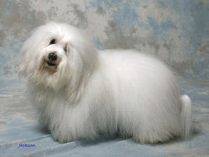 coton-de-tulear picture