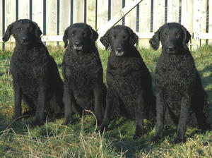 curly-coated-retriever picture