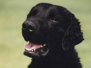 curly-coated-retriever picture