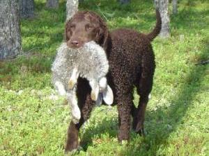 curly-coated-retriever picture