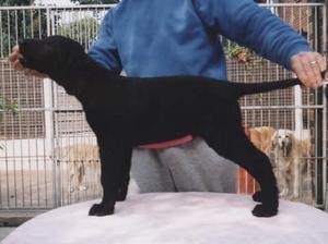 curly-coated-retriever picture