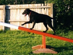 curly-coated-retriever picture