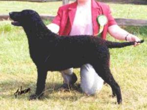 curly-coated-retriever picture