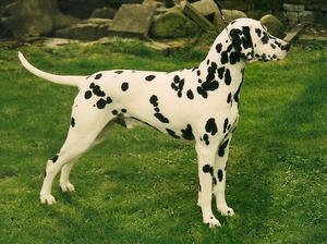 dalmatian picture