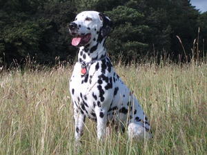 dalmatian picture
