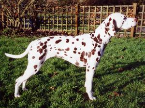 dalmatian picture