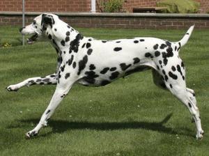 dalmatian picture