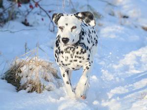 dalmatian picture
