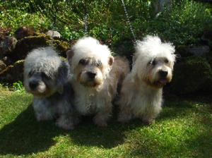 dandie-dinmont-terrier picture