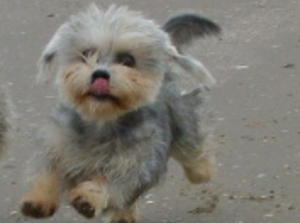 dandie-dinmont-terrier picture