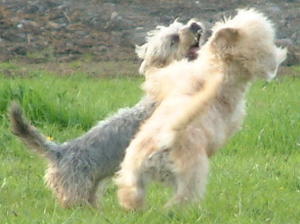 dandie-dinmont-terrier picture