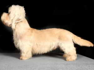dandie-dinmont-terrier picture