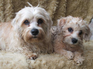dandie-dinmont-terrier picture