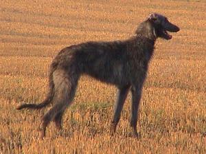 deerhound picture