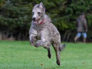 deerhound picture
