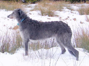 deerhound picture