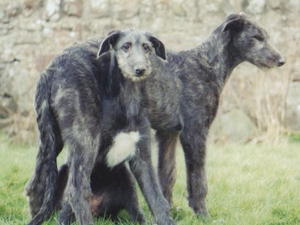 deerhound picture