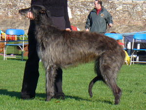 deerhound picture