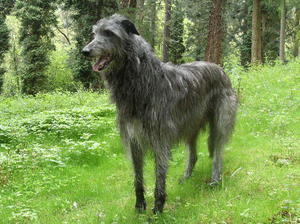 deerhound picture