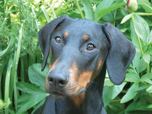 dobermann picture