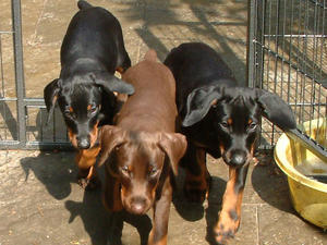 dobermann picture