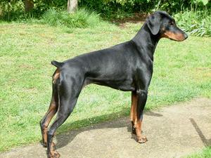 dobermann picture