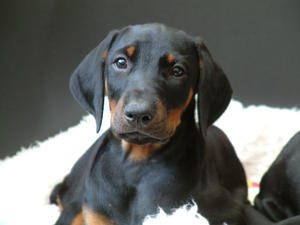 dobermann picture