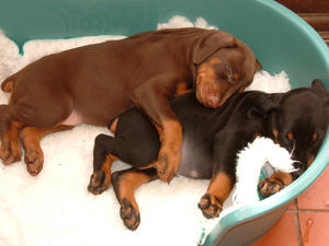 dobermann picture