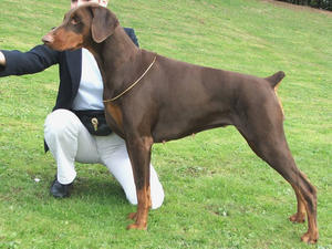 dobermann picture