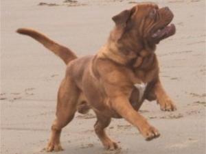 Dogue De Bordeaux picture