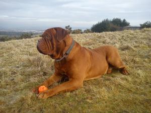 dogue-de-bordeaux picture