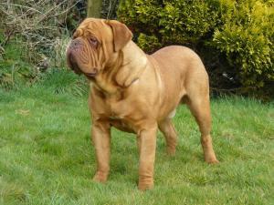 dogue-de-bordeaux picture