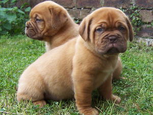 dogue-de-bordeaux picture