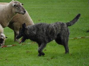 Dutch Shepherd Dogs Champdogs