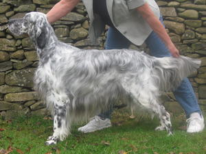 english-setter picture